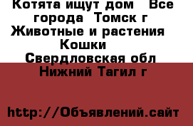 Котята ищут дом - Все города, Томск г. Животные и растения » Кошки   . Свердловская обл.,Нижний Тагил г.